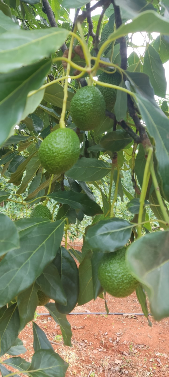 Avocados hanging in a Special Zone 6 orchard