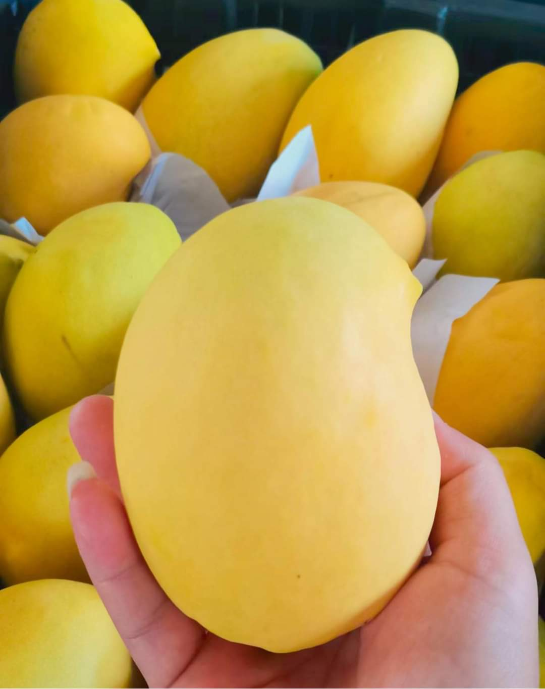 Ripe yellow mangoes ready for sale