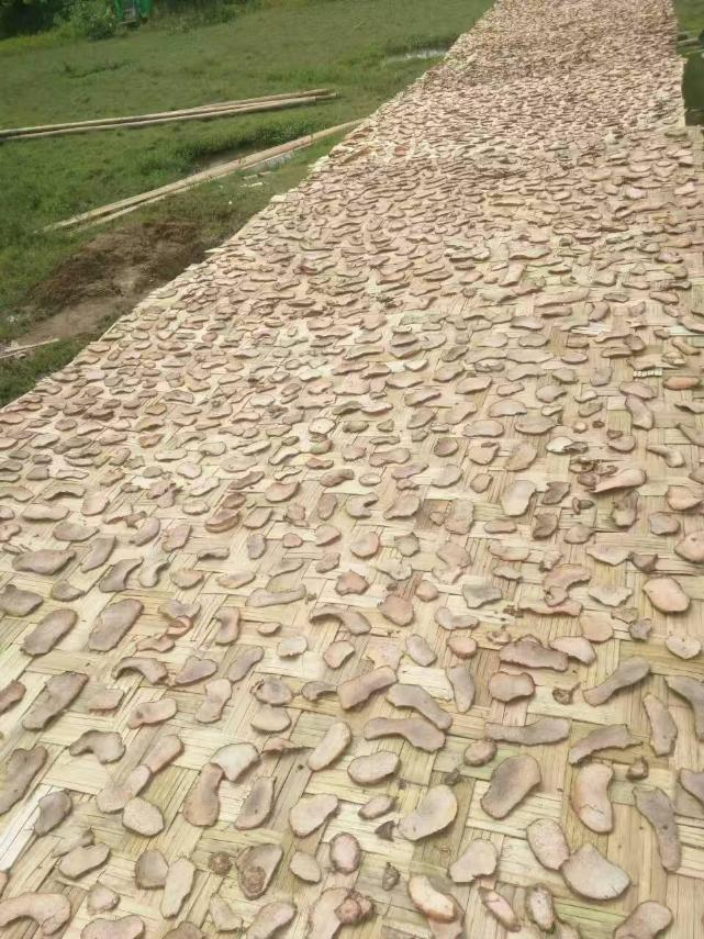 Sliced konjac drying on bamboo mats