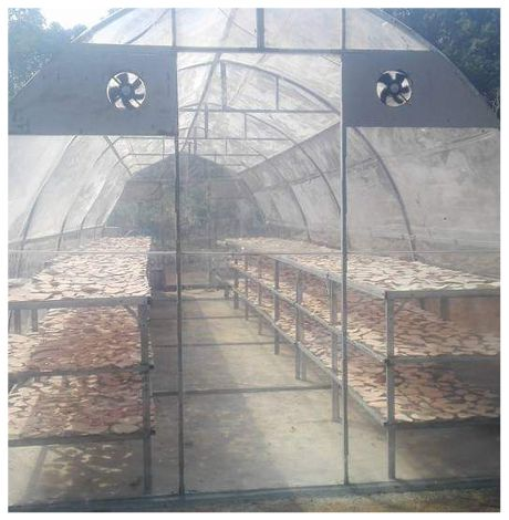 Covered drying house for sliced konjac