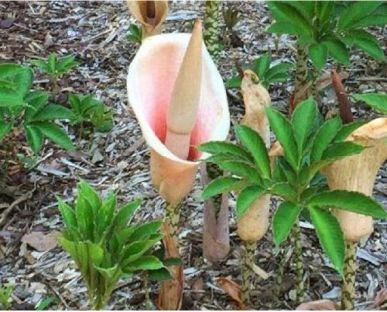 A konjac flower emerging in the field