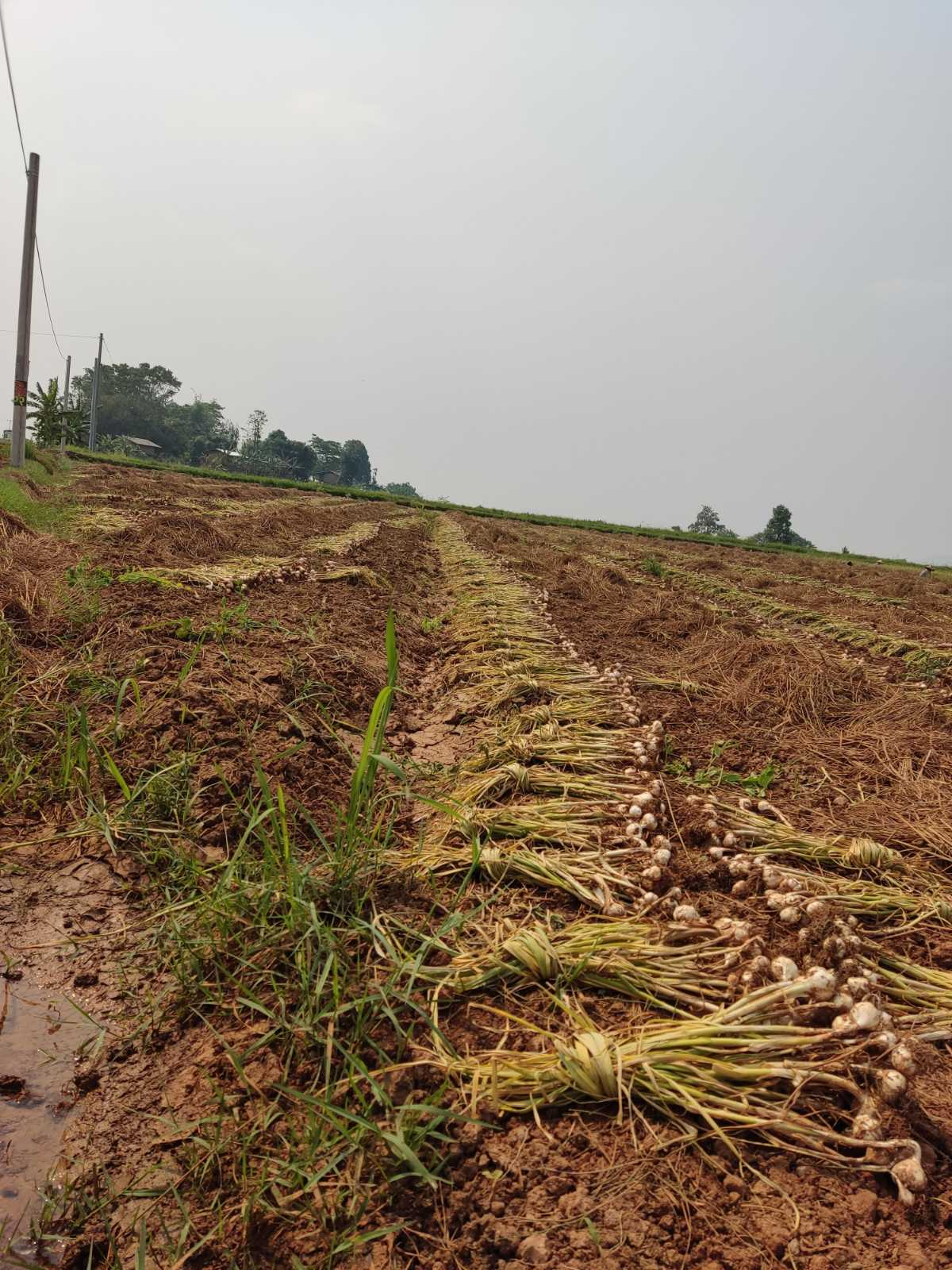 Freshly harvested garlic laid out in rows on a field
