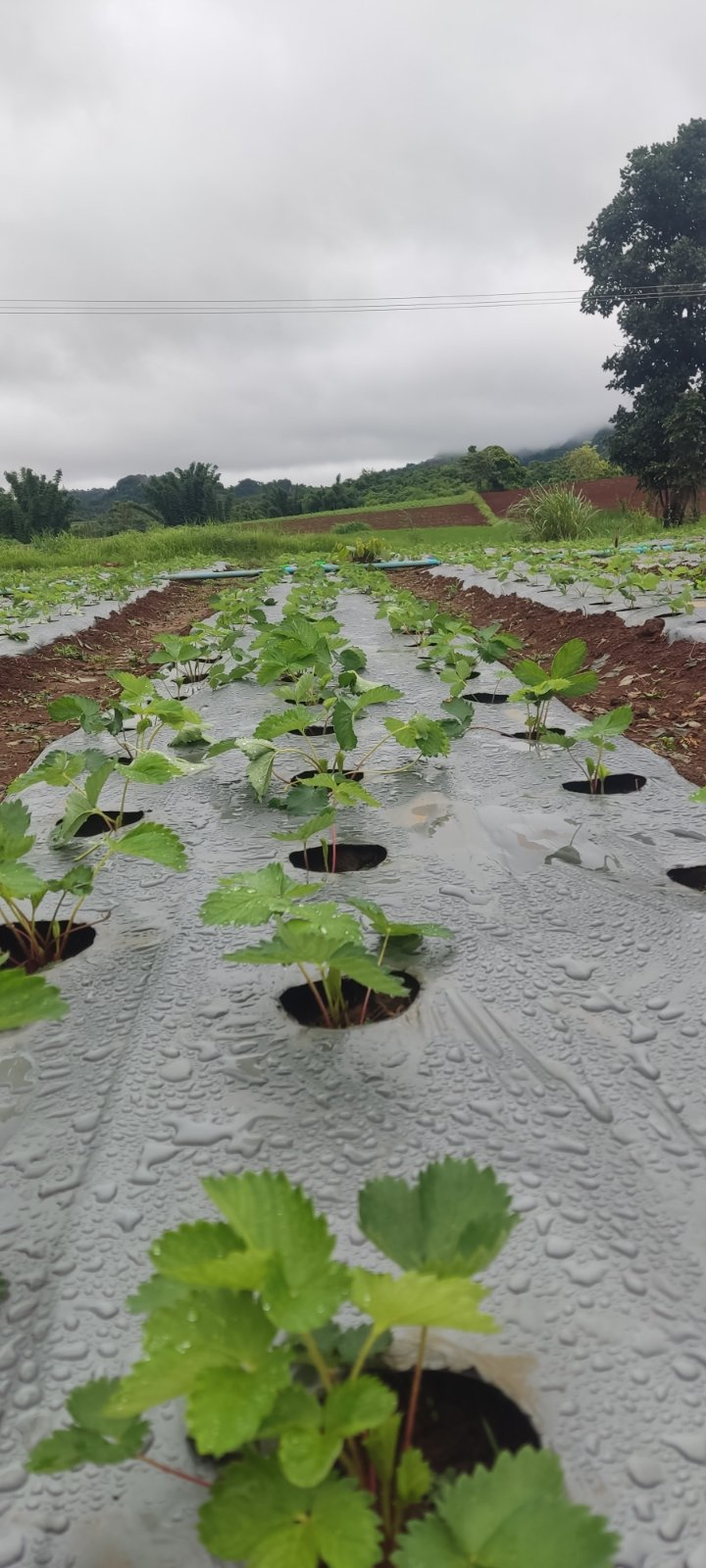 Young strawberry plants growing in neat rows