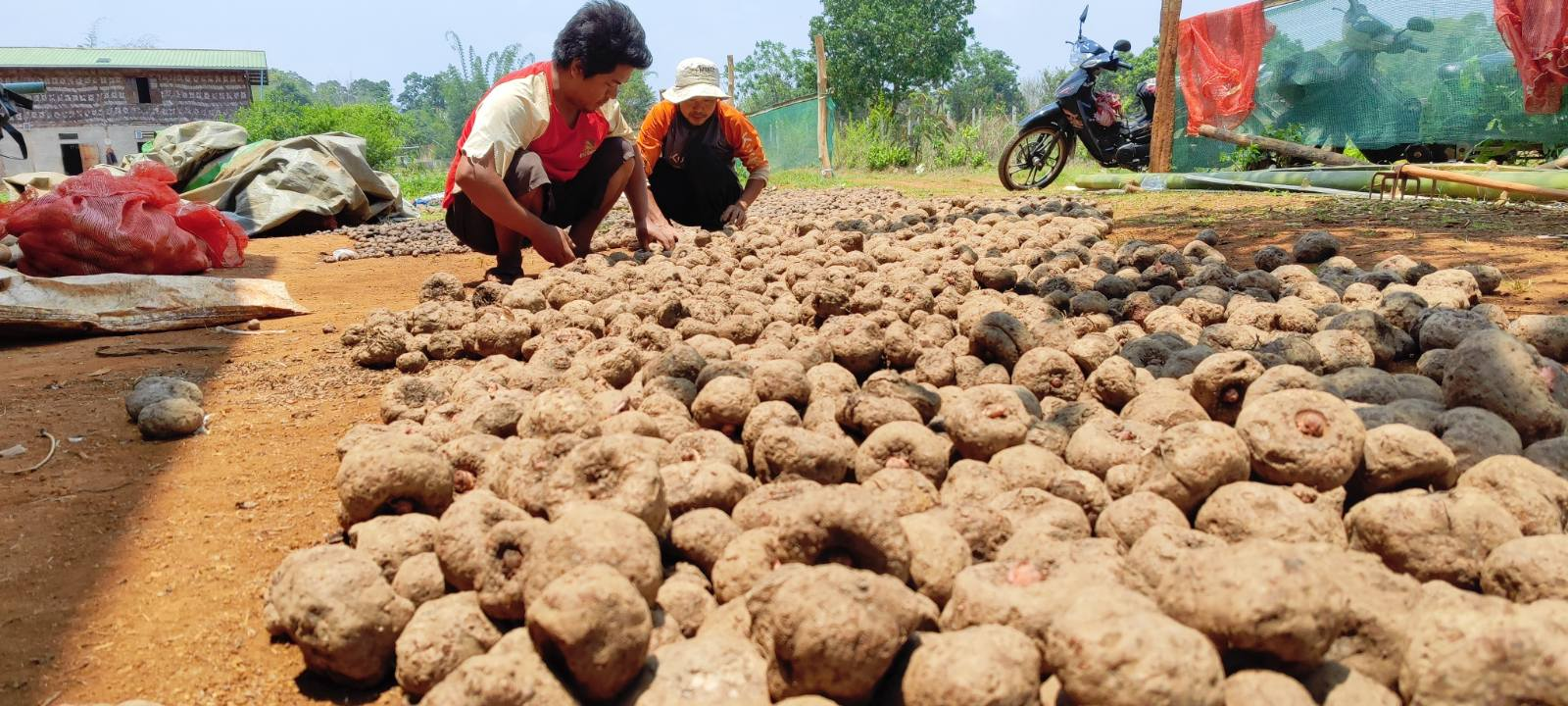 Farmers sorting freshly lifted konjac tubers