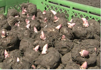 Sprouting konjac seed tubers prepared for planting